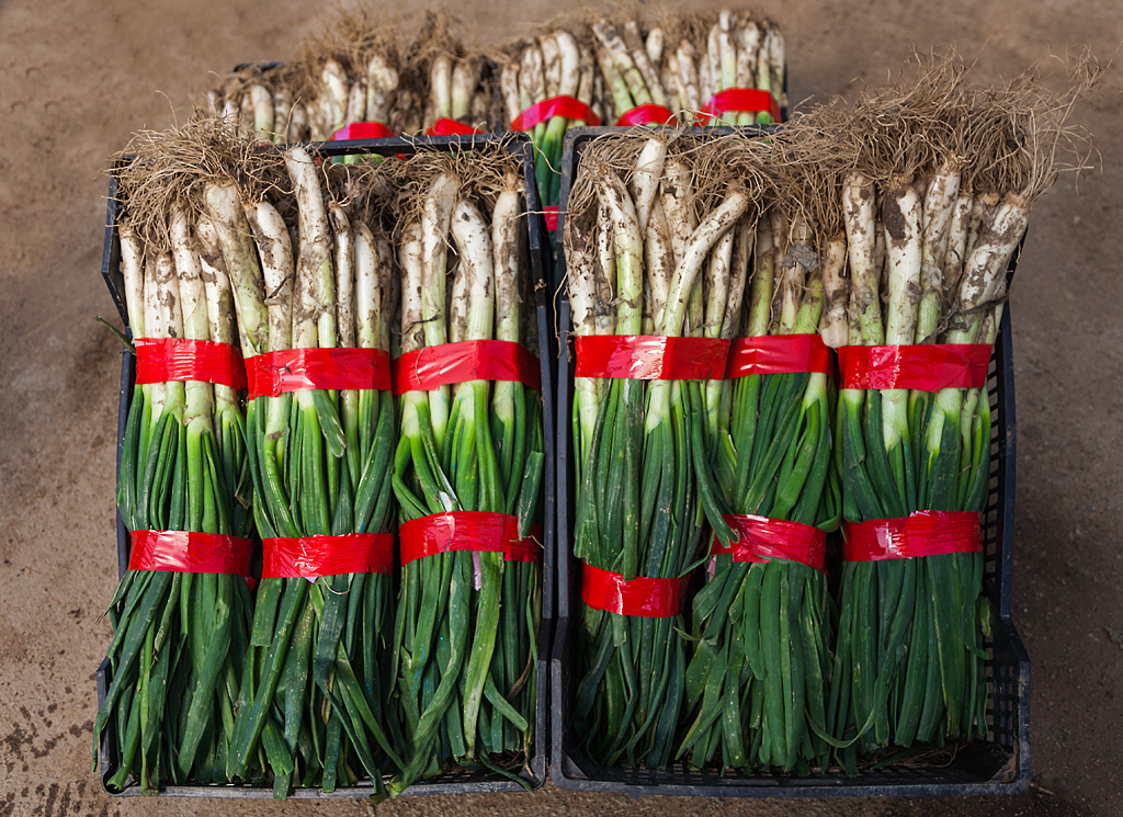 Calçots