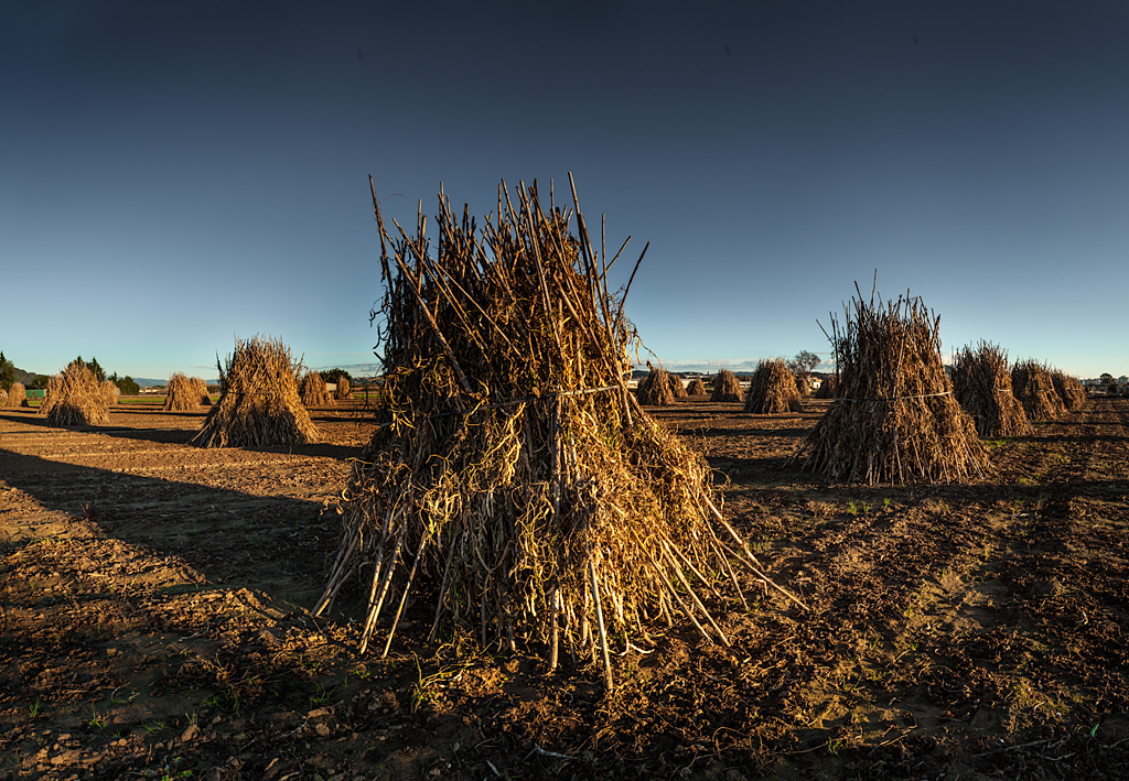 Pallers i fesols secs
