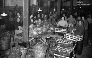 Preparació, al sindicat de pagesos, d'enciam per a l'exportació. Imatge del febrer de 1959.