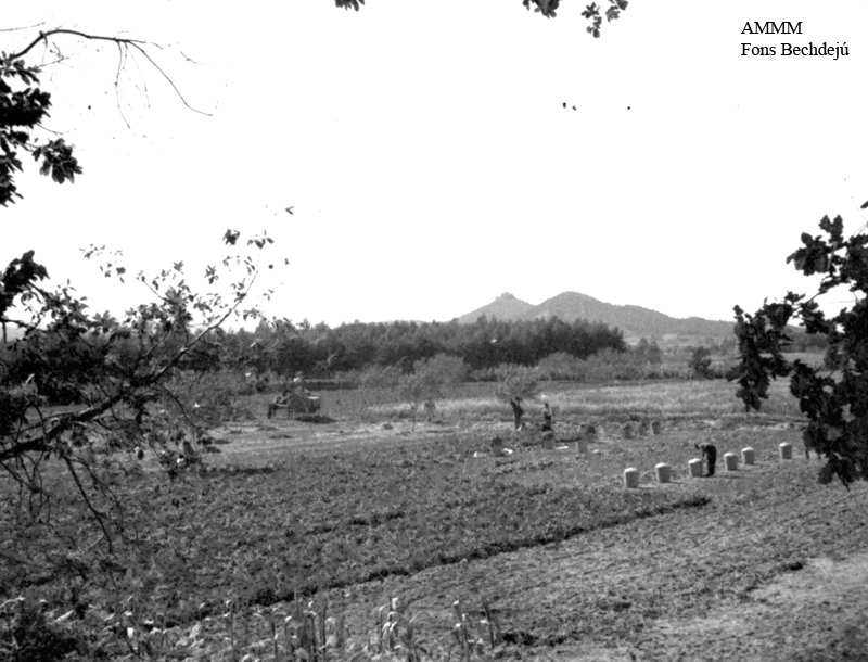 Recollida de patates al Pla de Grau (imatge completa). Anys 30.