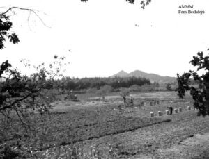 Recollida de patates al Pla de Grau, amb el castell de Palafolls al fons. La imatge és dels anys 30.