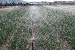 Camp amb aspersors de reg.