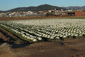 Gorros cobrint escaroles.