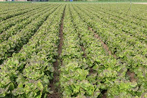 Camp agrícola d'enciams al Pla de Grau.