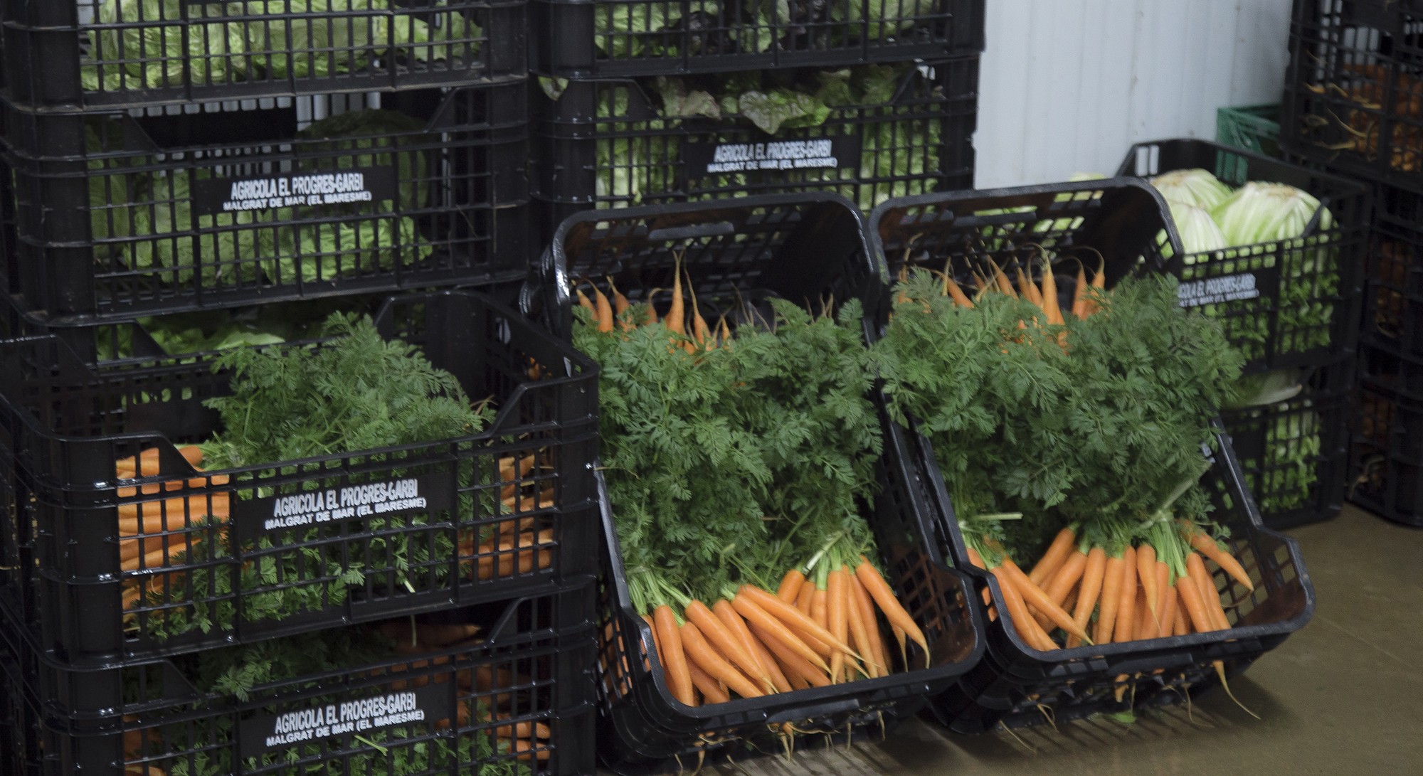 Pastanagues a les caixes de la cooperativa.