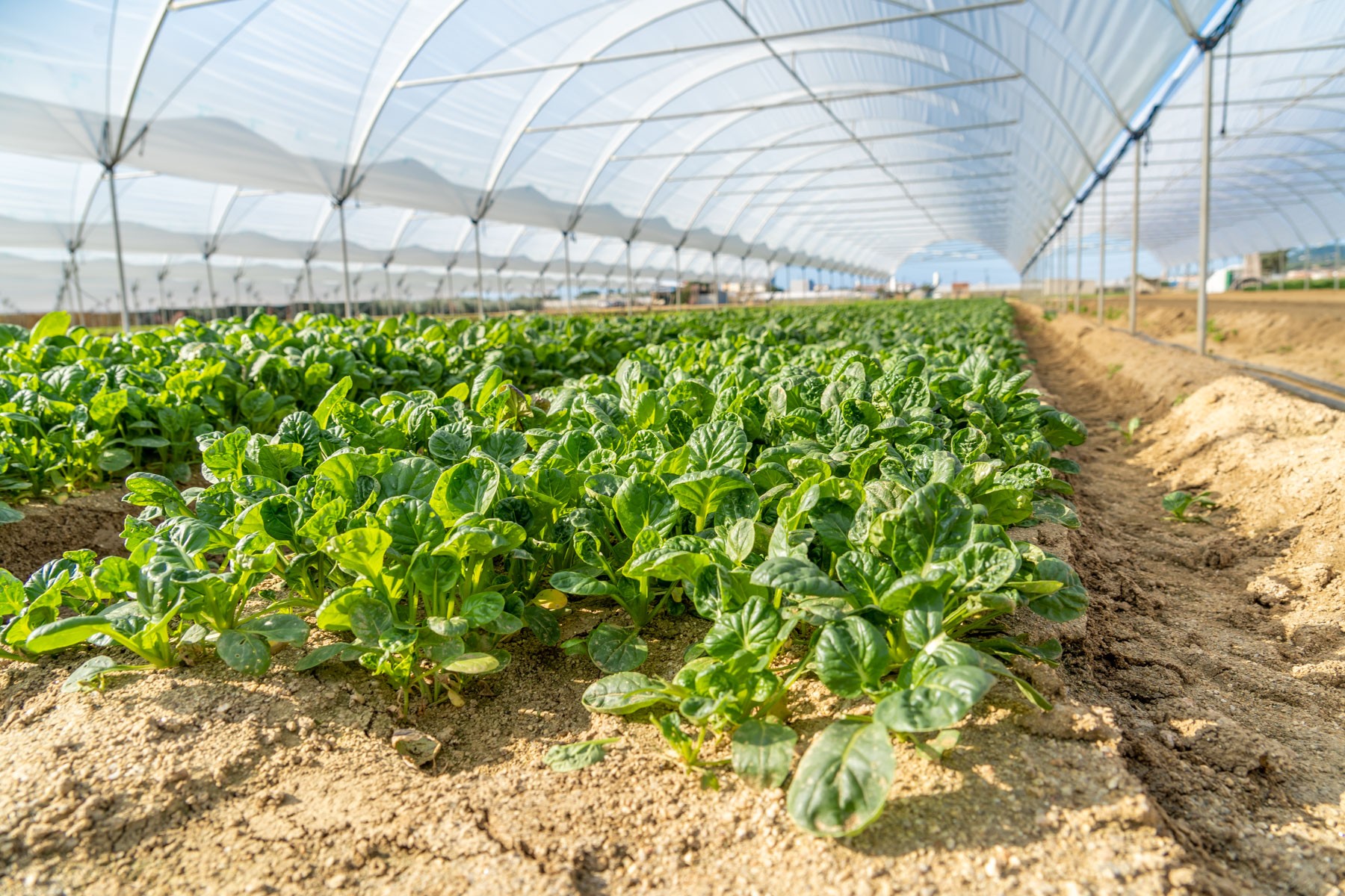 Api, espinacs i més