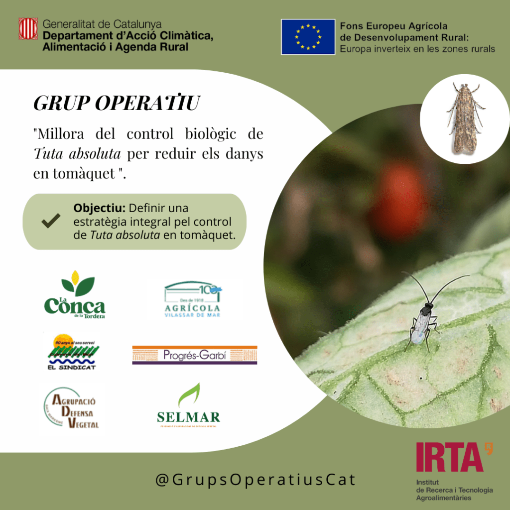 Projecte TUTA — Control biològic de Tuta absoluta.